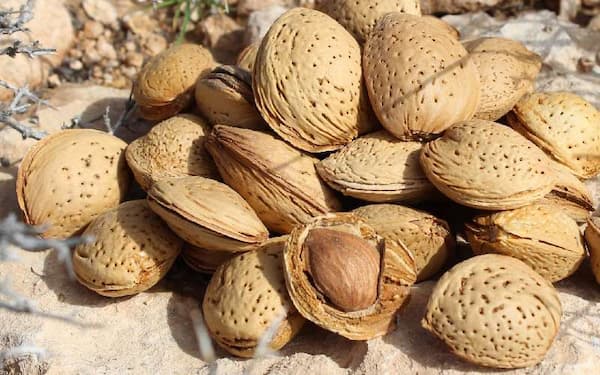 تصویر 4 از خرید بادام درختی پوست دار + قیمت فروش استثنایی